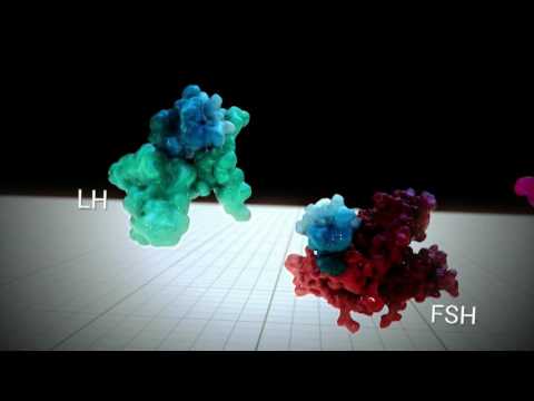 Видео о препарате Менопур лиофилизат для раствора для внутримышечного введения 75МЕ N1